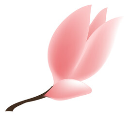 A pink magnolia blossom in spring