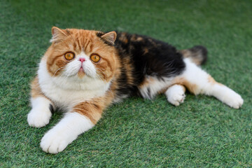 Exotic Cat 'red peony'