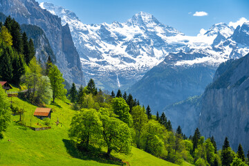 spring meadow in Alps in Wengen village in Switzerland - obrazy, fototapety, plakaty