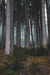 Obraz premium wandering in mystical spruce forest at a spring morning in the national park hohe tauern in austria