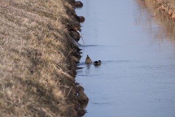 Mallard ducks dive for finding food under water