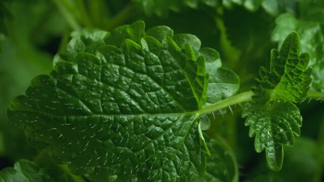 Fresh green leaves of mint. Lemon balm. Peppermint close up. Mint leaf texture in macro. Leaves pattern spearmint herbs