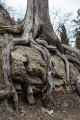 Light gray roots of a large tree on a rock close-up. Vertical photo