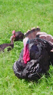 Turkeys and geese graze on the lawn, vertical video