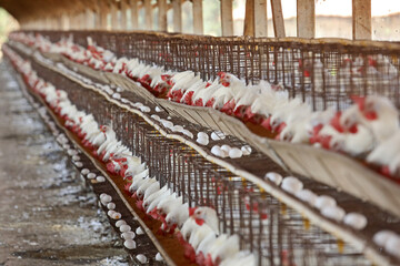 Bastos - SP Granja de chicken confined egg producer 