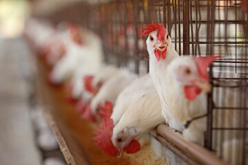 Bastos - SP Granja de chicken confined egg producer 