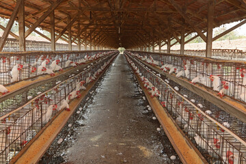 Bastos - SP Granja de chicken confined egg producer 