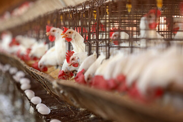 Bastos - SP Granja de chicken confined egg producer 