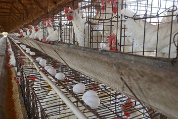 Bastos - SP Granja de chicken confined egg producer 