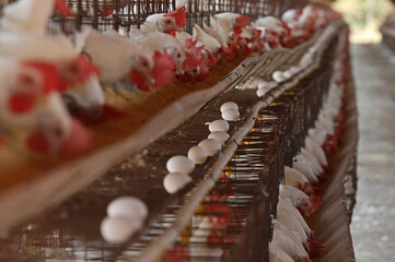 Bastos - SP Granja de chicken confined egg producer 