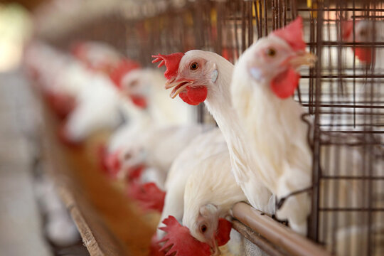 Bastos - SP Granja de chicken confined egg producer 