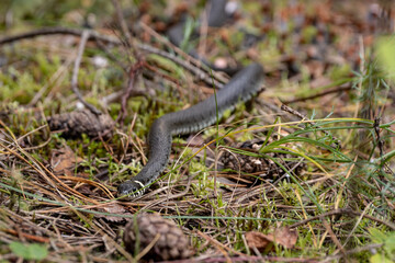 Grass snake (Natrix natrix) in the forest.