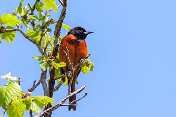 A Baltimore Oriole Looking into the Blue Sky