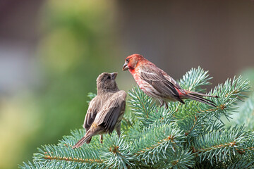 Two House Finches Feeding Together
