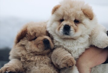Portrait of two young and beautiful chow chow dogs. Close-up photo on white background