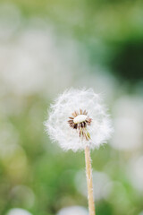 Close-up photo of a dandelion in the grass with a blurred background