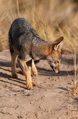 Pampas Grey fox in Pampas grass environment, La Pampa province, Patagonia, Argentina.