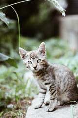 Naklejka na ściany i meble cute little tabby kitten. felis silvestris catus. kitten stands