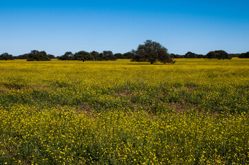 Flowered field in the Pampas Plain, La Pampa Province, Patagonia, Argentina.