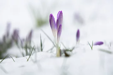 Foto auf Glas Krokus im Schnee © Marco