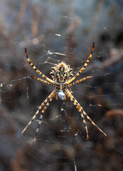 Huge spider (Argiope lobata,  Araneidae) on a web, Krimea