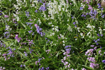 Blue bells in flower - Woodland along the banks of River Don - Dyce - Aberdeen city - Scotland - UK