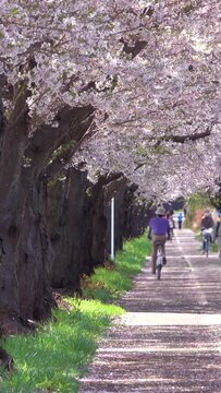 満開の桜並木と行き交う人々の縦動画
