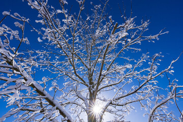 Äste vom Baum im Schnee bei Sonnenschein