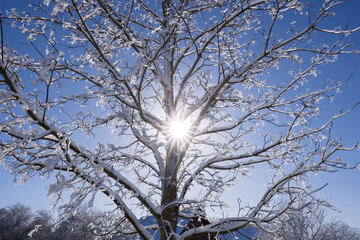 Äste vom Baum im Schnee bei Sonnenschein