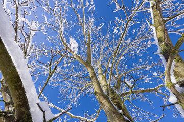 Äste vom Baum im Schnee bei Sonnenschein