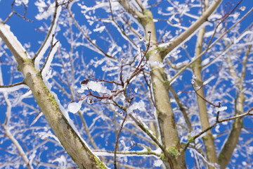 Äste vom Baum im Schnee bei Sonnenschein