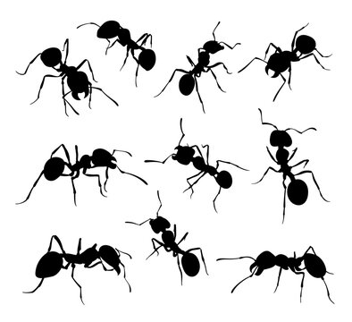 Ant set monochrome black insect wild animal bug silhouette vector flat illustration