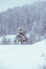 Winter Tree - Bennau, Switzerland