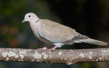 Eurasian Collared Dove (Streptopelia decaocto) perched on lichen covered branch in autumn orchard 
