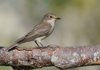 Lonely Spotted Flycatcher (Muscicapa Striata) perched on old lichen branch before migration