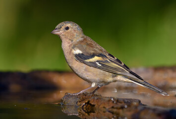 Moulting Male Chaffinch (Fringilla coelebs) stands on a branch near a water pond in spring sunny morning