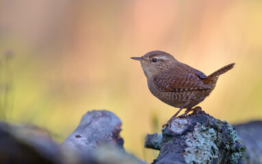 Eurasian wren (troglodytes troglodytes) great posing on top of a stump 