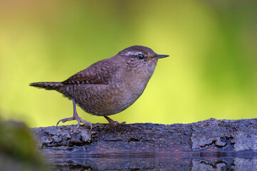 Brave Eurasian wren (troglodytes troglodytes) walks on branch near a water pond on sweet morning 