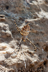 Huge spider (Argiope lobata,  Araneidae) on a web, Krimea
