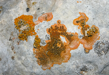 Orange and gray lichens on coastal limestone stones and rocks in Crimea, Tarkhankut