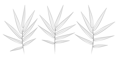 Bamboo tropical leaves set. Vector botanical illustration, contour graphic drawing.