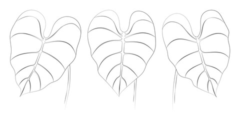 Philodendron tropical leaves set. Vector botanical illustration, contour graphic drawing.