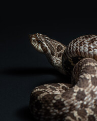 Western hognose snake studio shot. Heterodon nasicus portrait. Snake close up on black background. 