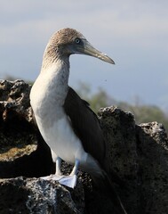 Blaufußtölpel - Galapagosisland