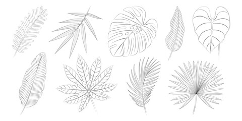 Aralia, areca palm leaves, bamboo, banana leaves, calathea, monstera, palmetto fan, philodendron, tamarind tropical leaves set. Vector botanical illustration, contour graphic drawing.
