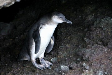 Galapagos Pinguin - Pinguin auf der Nordhalbkugel 