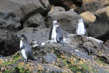 Galapagos Pinguin - Pinguin auf der Nordhalbkugel 