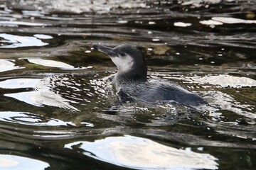 Galapagos Pinguin - Pinguin auf der Nordhalbkugel 