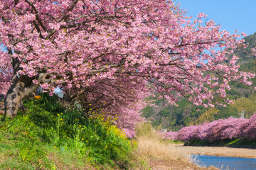 河津桜の風景（河津町）