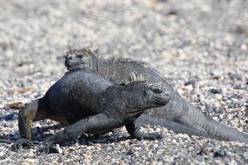 Galapagos Meerechse Galapagos Island